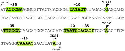 Overlapping SigH and SigE sigma factor regulons in Corynebacterium glutamicum